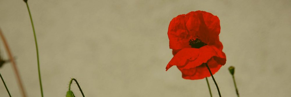 Klatschmohn